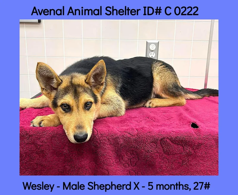 A young medium-sized male Black Shepherd dog named Wesley for adoption in Avenal, CA