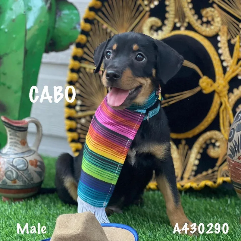 Cabo thumbnail 2