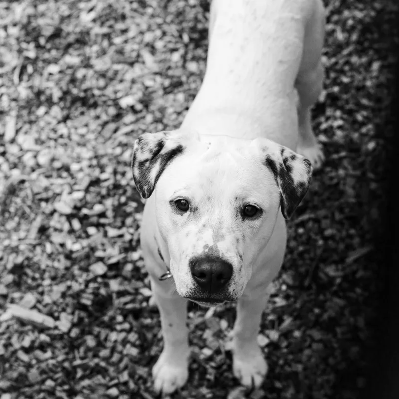 A baby medium-sized male Mixed Breed dog named Puppet Playful Pup for adoption in Grass Valley, CA