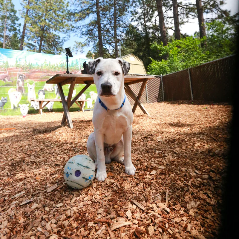 Puppet Playful Pup thumbnail 5