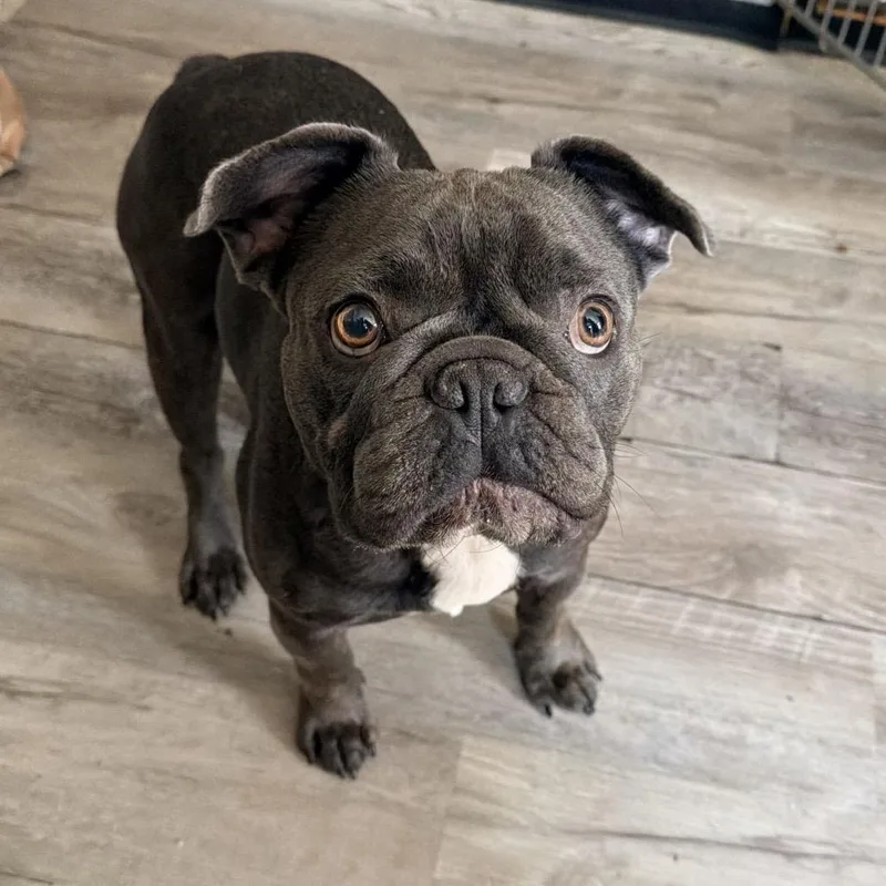 Spud the Bug