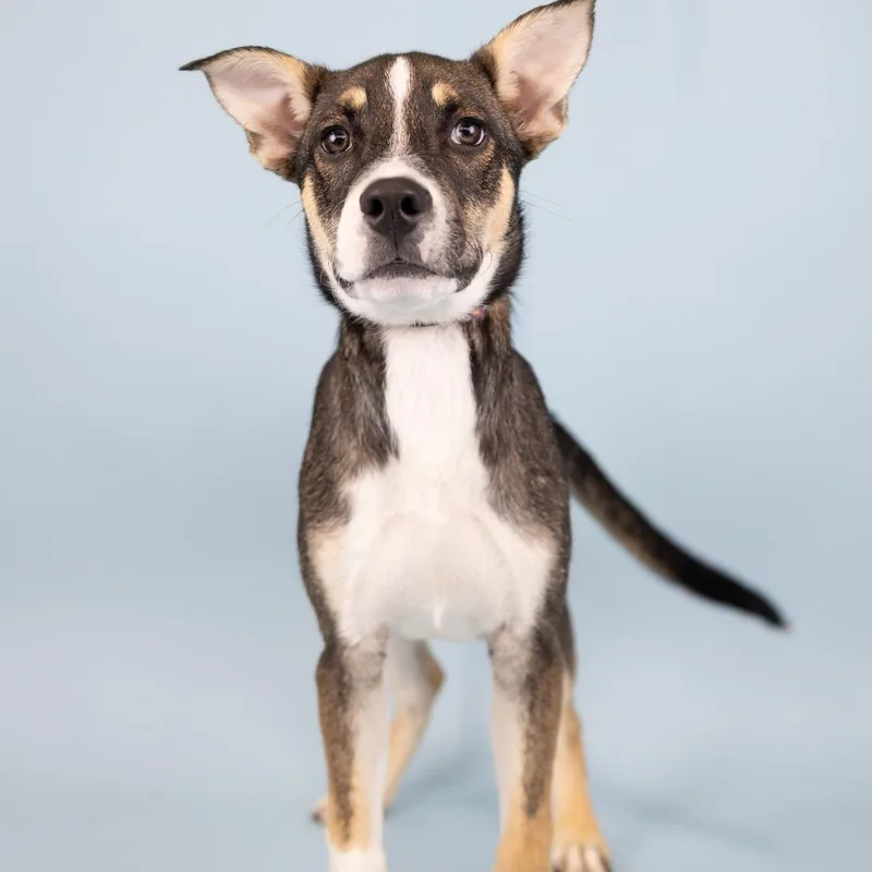 A young medium-sized male Gray / Blue / Silver Mixed Breed dog named Phantom for adoption in Portland, OR