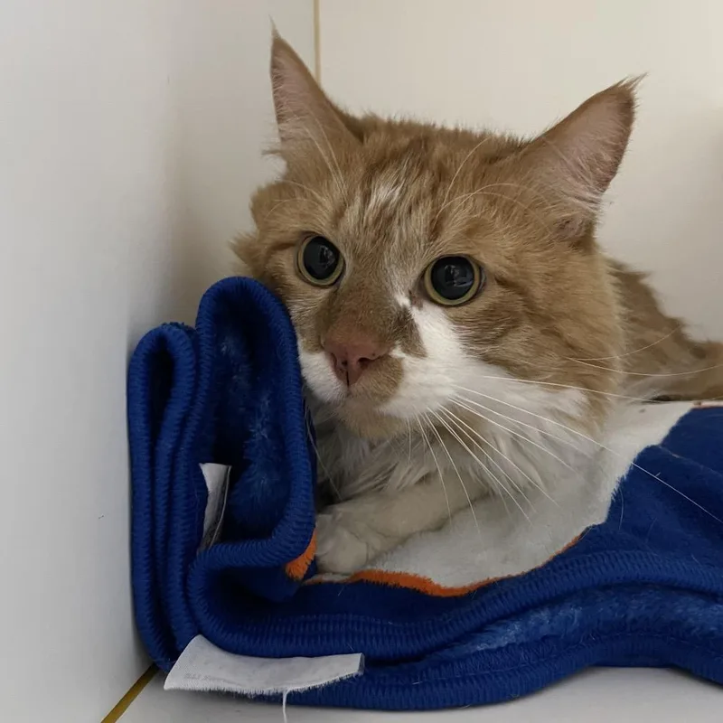 An adult medium-sized male Orange / Red Domestic Long Hair cat named Jaskier for adoption in Walden, NY