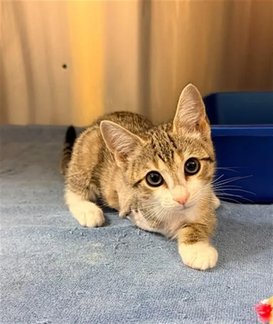 A baby small-sized female Domestic Short Hair cat named Jubilee for adoption in Statesville, NC