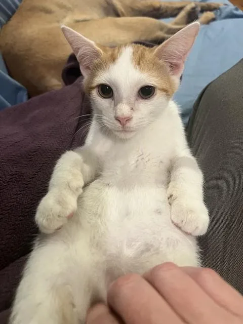 A baby small-sized male Domestic Short Hair cat named Dai Dai for adoption in Louisville, KY