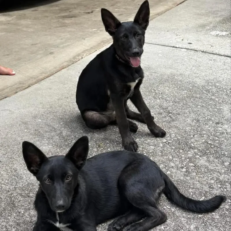 A baby large-sized female Black Shepherd dog named Chloe for adoption in Decatur, GA