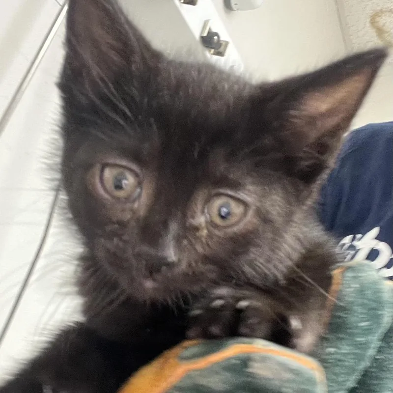 A baby small-sized female Black Domestic Short Hair cat named Hisoka for adoption in Philadelphia, PA