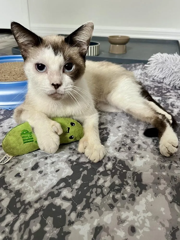 An adult medium-sized male Black & White / Tuxedo Snowshoe cat named Rudy for adoption in Ruskin, FL