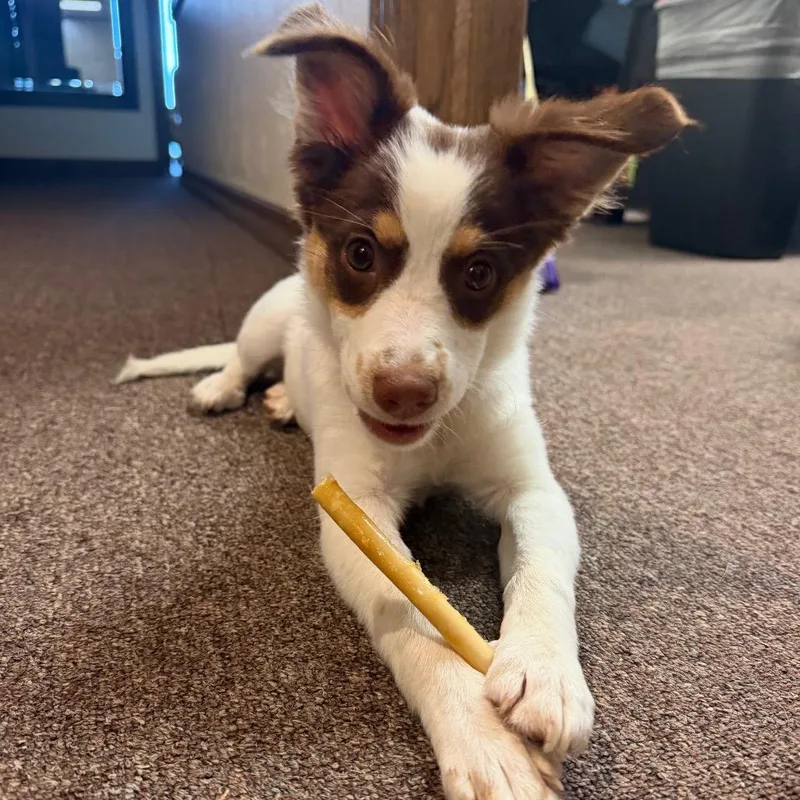 A baby small-sized female White / Cream Chihuahua dog named Aspen C for adoption in Oklahoma City, OK