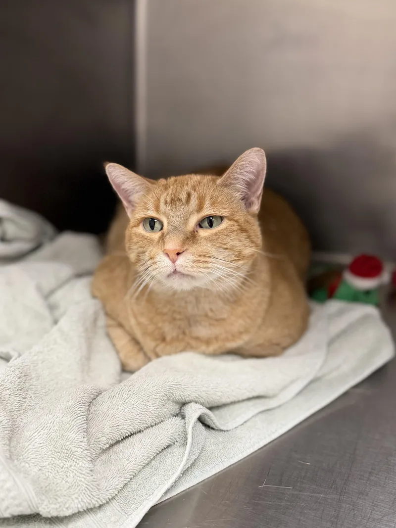 An adult extra large-sized male Orange / Red Domestic Short Hair cat named Lokee for adoption in Geneseo, IL