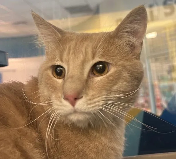An adult large-sized male Domestic Short Hair cat named Rory for adoption in Golden, CO