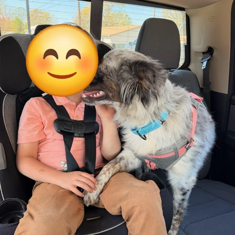A young medium-sized female Gray / Blue / Silver Australian Cattle Dog / Blue Heeler dog named Sprinkles for adoption in Huntsville, AL