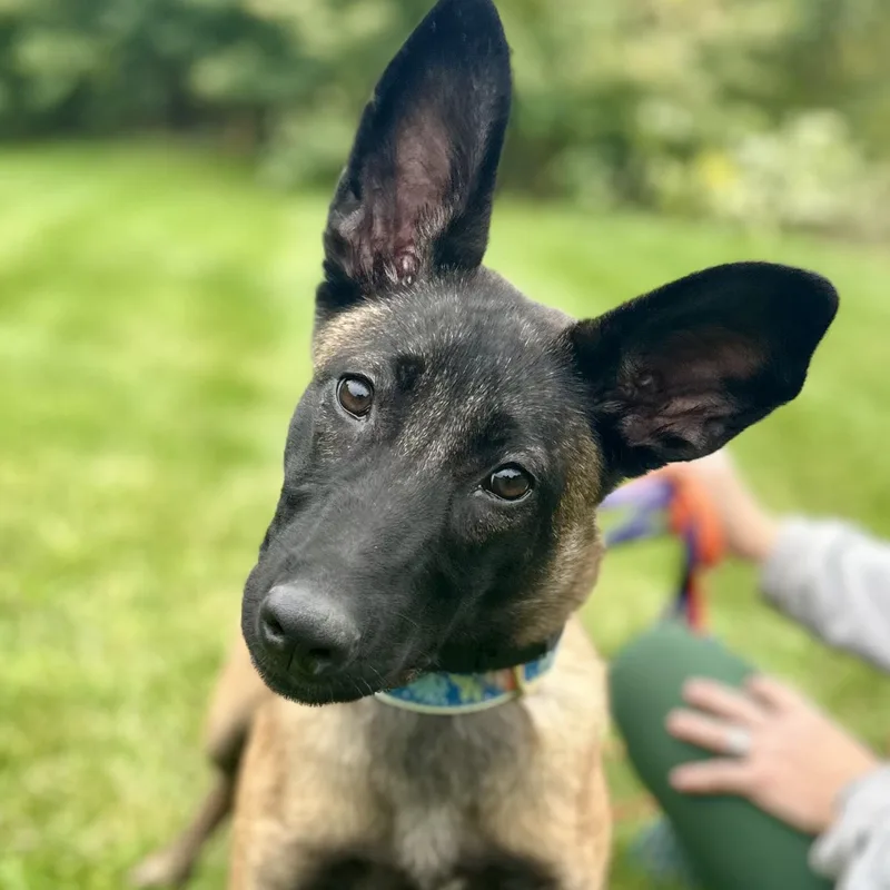 A baby medium-sized female Belgian Shepherd / Malinois dog named Lily for adoption in Duxbury, MA