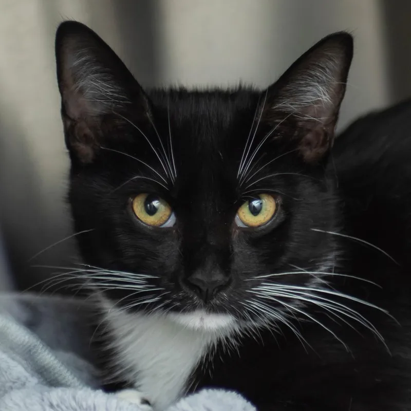 A baby medium-sized female Black Domestic Short Hair cat named Bruma for adoption in Middletown, RI