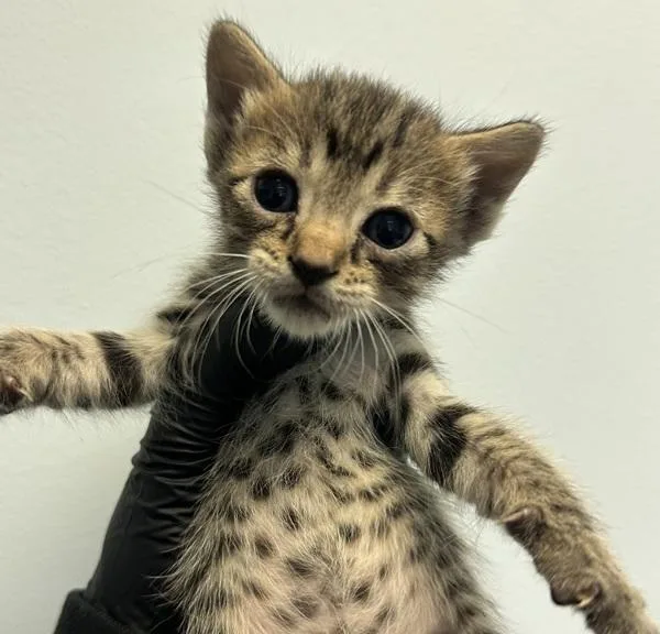 A baby small-sized female Domestic Short Hair cat named Melanie for adoption in San Diego, CA