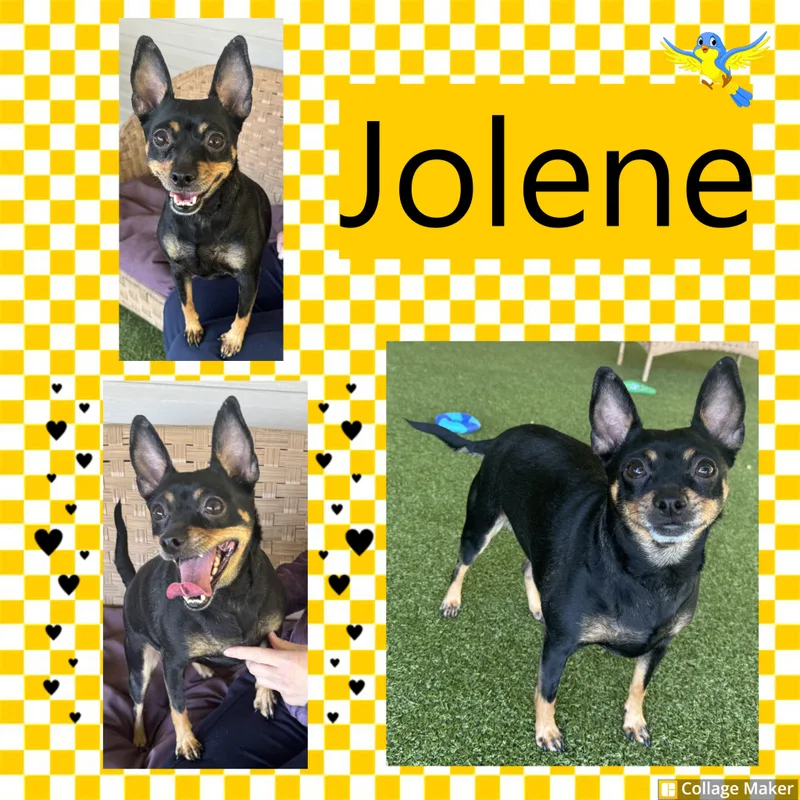 Jolene