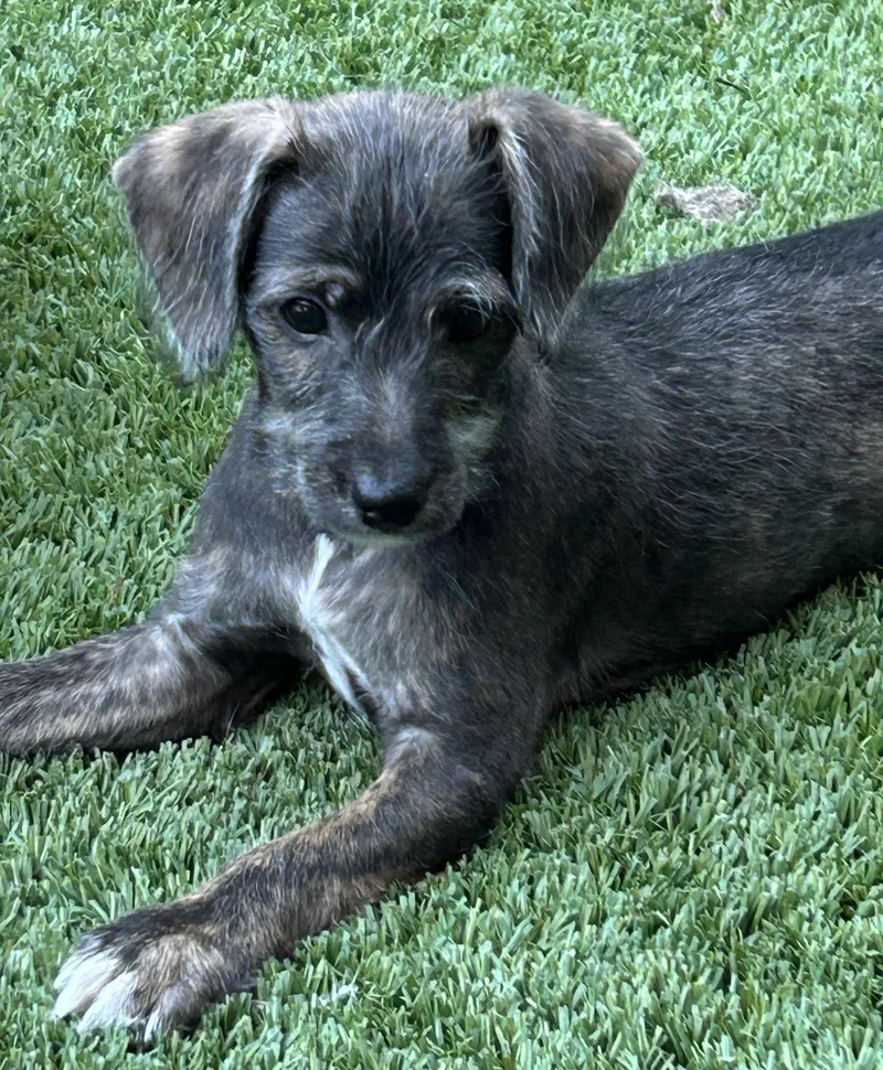 A baby small-sized male Bicolor Miniature Poodle dog named Don Julio for adoption in Sarasota, FL