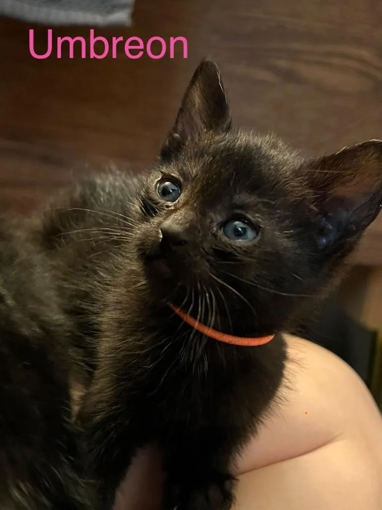 A baby small-sized female Domestic Short Hair cat named Umbreon for adoption in Leonardtown, MD