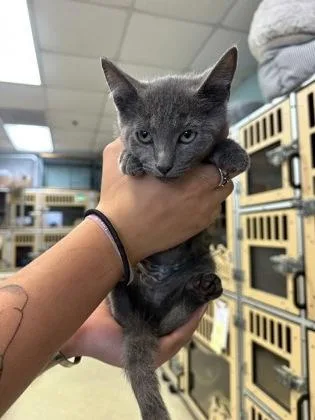 A baby small-sized female Domestic Short Hair cat named Tessa $ @ Petco for adoption in Seneca, SC