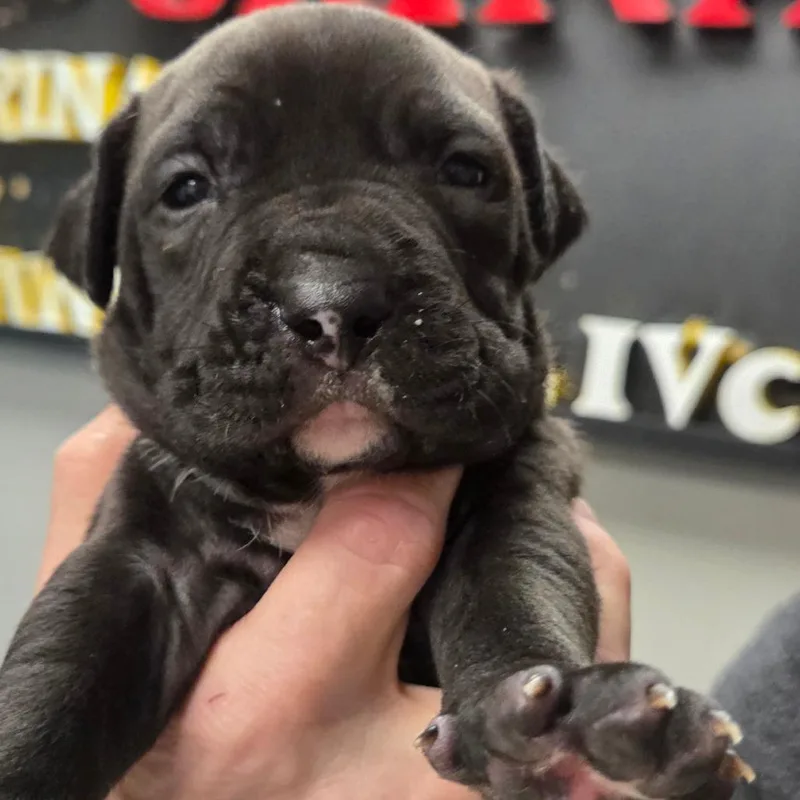 A baby small-sized female Black Terrier dog named Promise for adoption in St. Louis, MO