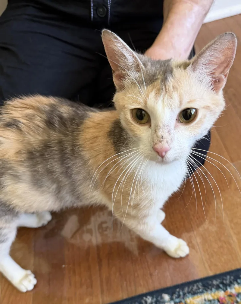 An adult medium-sized female Domestic Short Hair cat named Malibu Sunset for adoption in Trenton, NJ