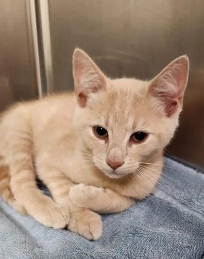 An adult small-sized male Domestic Short Hair cat named Quebec for adoption in Fairfax, VA