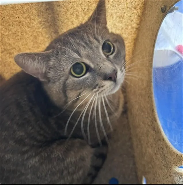 A young large-sized male Domestic Short Hair cat named Kaos for adoption in Lincolnton, NC