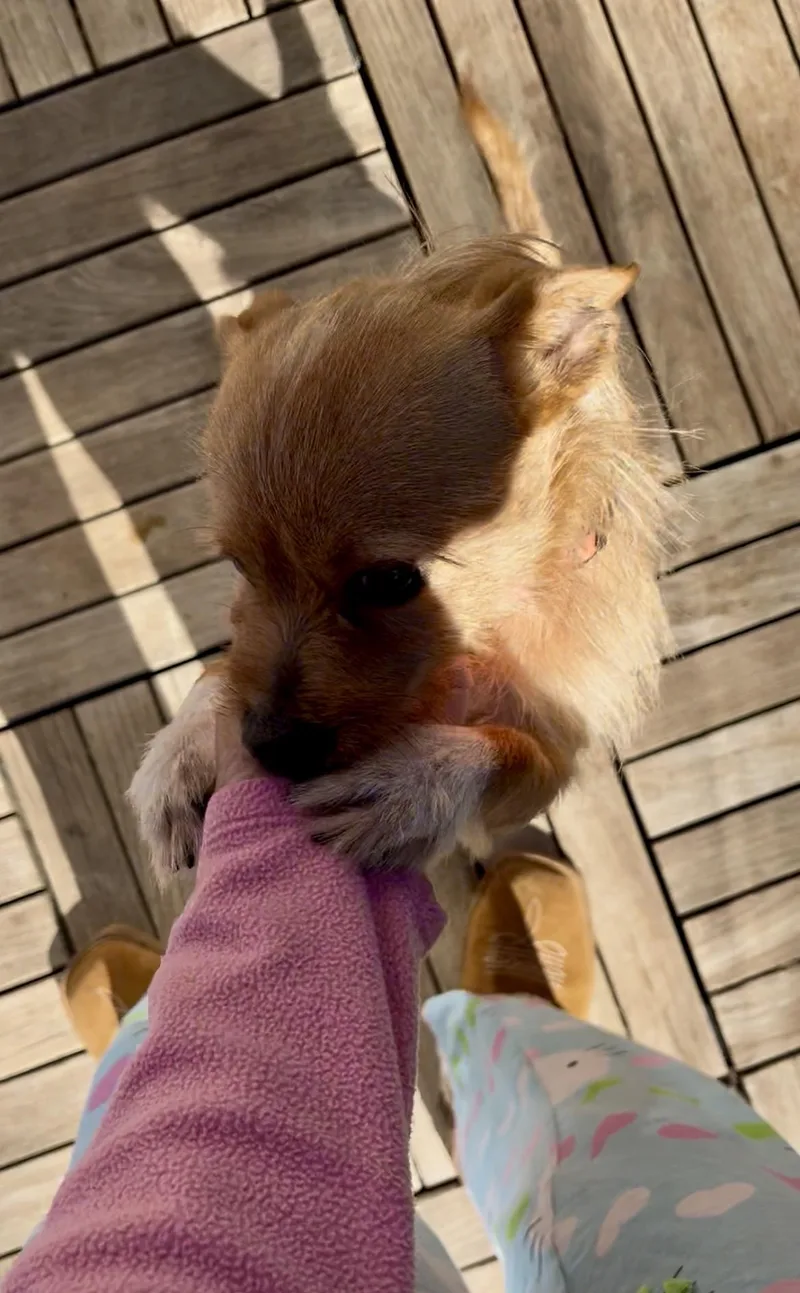 A young small-sized male Cairn Terrier dog named Toby for adoption in Yuba city, CA