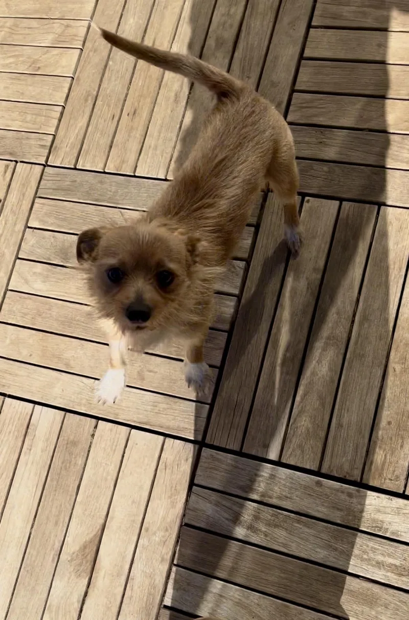 Toby thumbnail 2