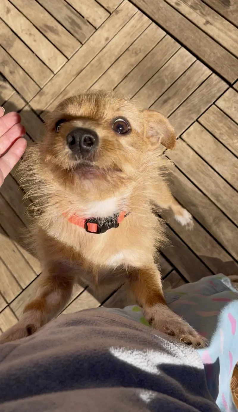 Toby thumbnail 6