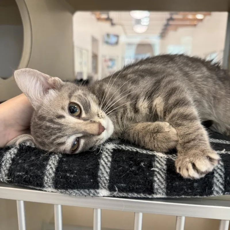 A baby small-sized male Gray / Blue / Silver Domestic Short Hair cat named Ice Cream Truck for adoption in Gloucester, VA