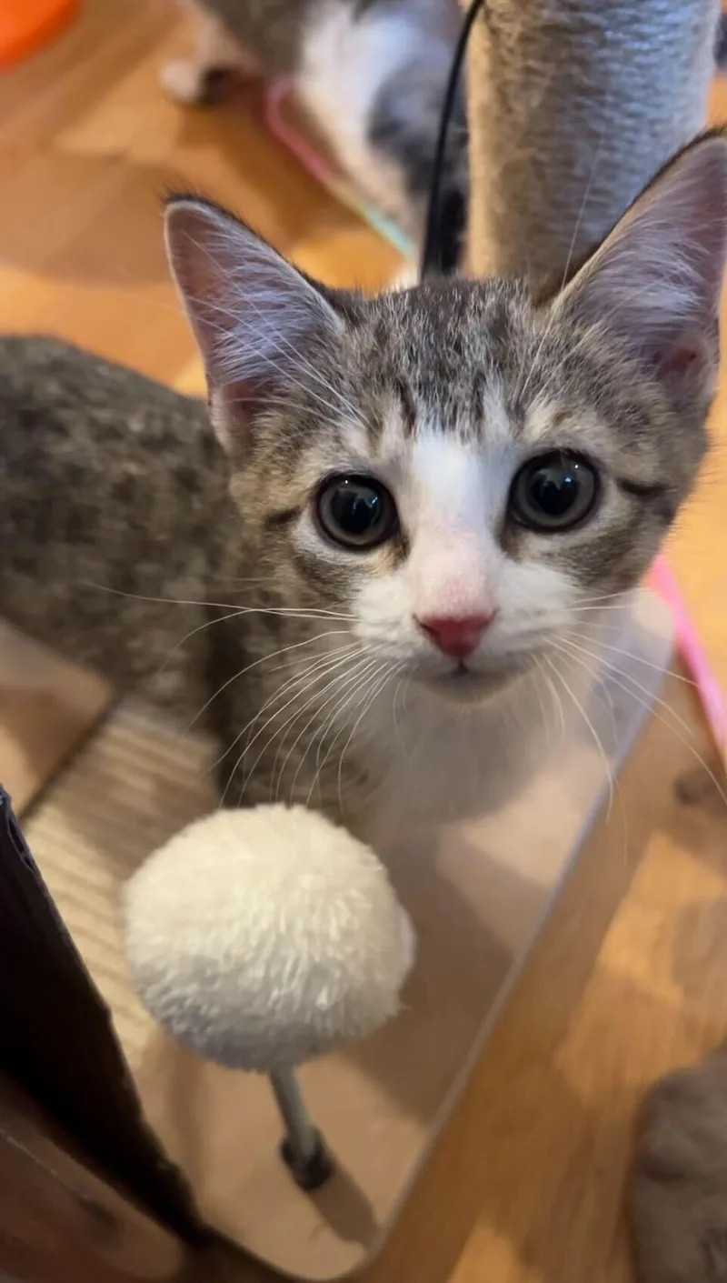 A baby small-sized female Gray & White Domestic Short Hair cat named Tippy for adoption in Long Island City, NY