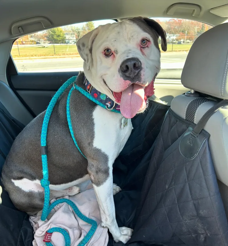 An adult large-sized male White / Cream American Bulldog dog named Apollo for adoption in Medford, NY