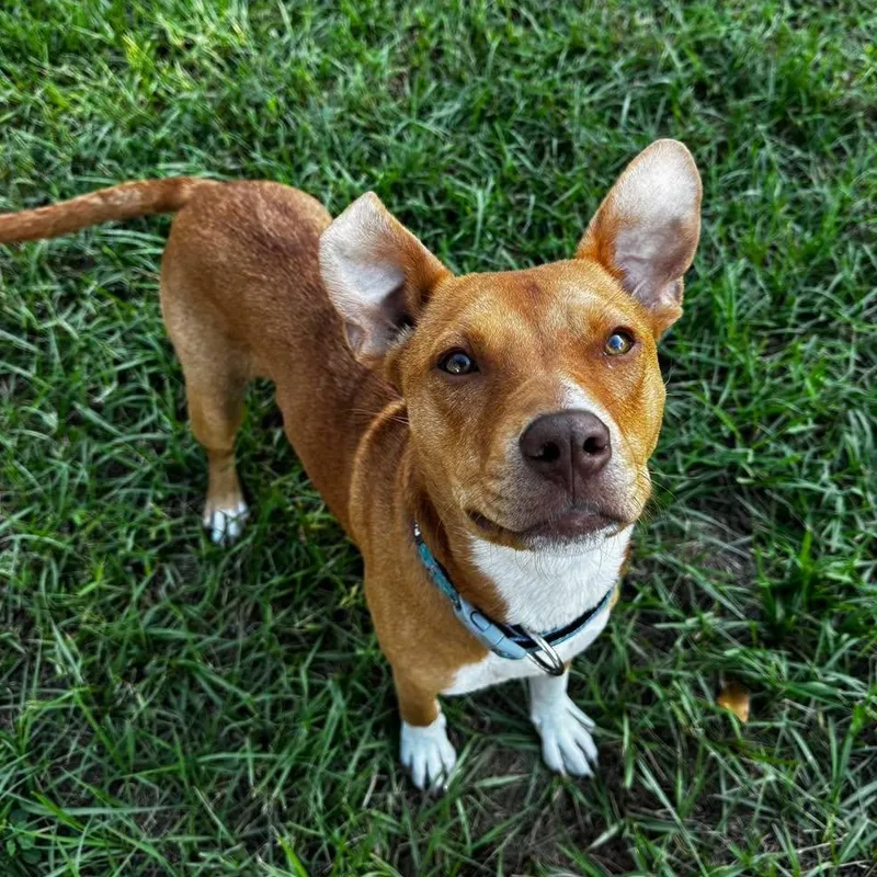 A young medium-sized female Red / Chestnut / Orange Mountain Cur dog named Belle for adoption in Palm Harbor, FL
