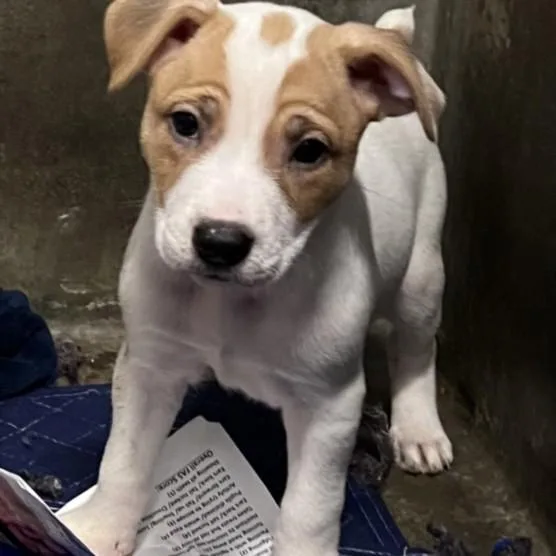 A baby small-sized female American Staffordshire Terrier dog named Marion for adoption in Los Angeles, CA