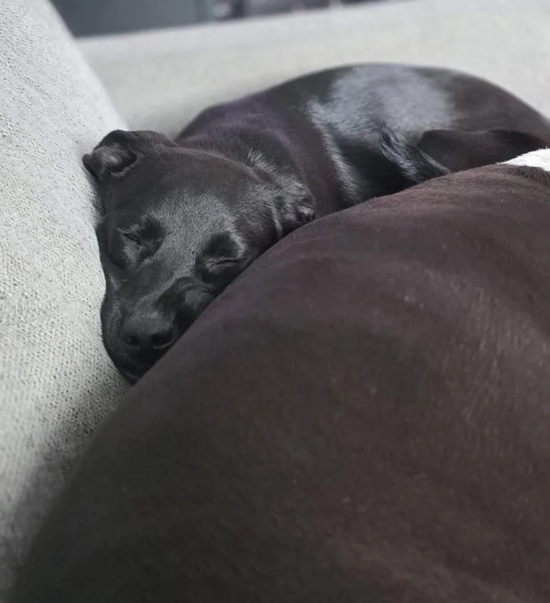 A young medium-sized female Labrador Retriever dog named Matilda for adoption in Willingboro, NJ