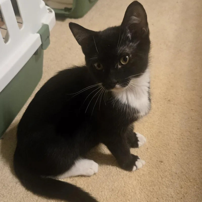 A baby small-sized male Black Domestic Short Hair cat named Rhett for adoption in Roswell, GA