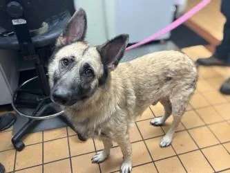 An adult large-sized male German Shepherd Dog dog named Osiris for adoption in Gainesville, FL
