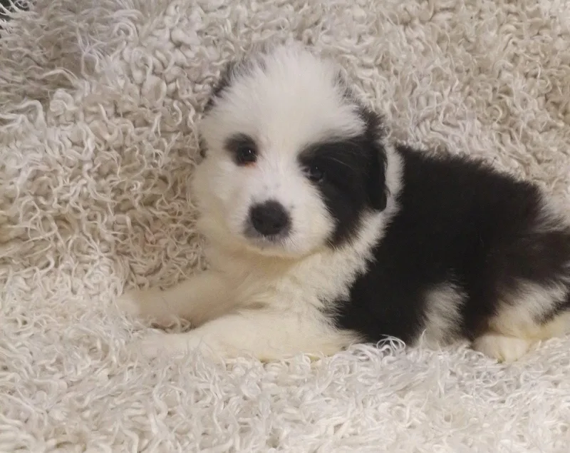 A baby large-sized female Great Pyrenees dog named Aurora  Disney Litter for adoption in Holly Springs, NC