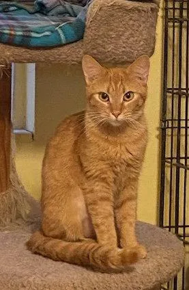A young small-sized female Orange / Red Domestic Short Hair cat named Lina for adoption in Escondido, CA