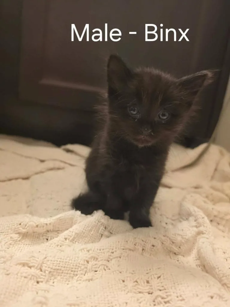 A baby medium-sized male Domestic Short Hair cat named Binx for adoption in Hoover , AL