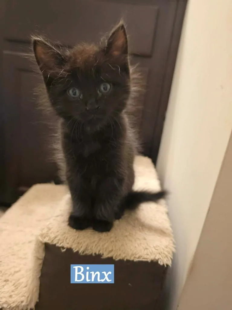 Binx thumbnail 2