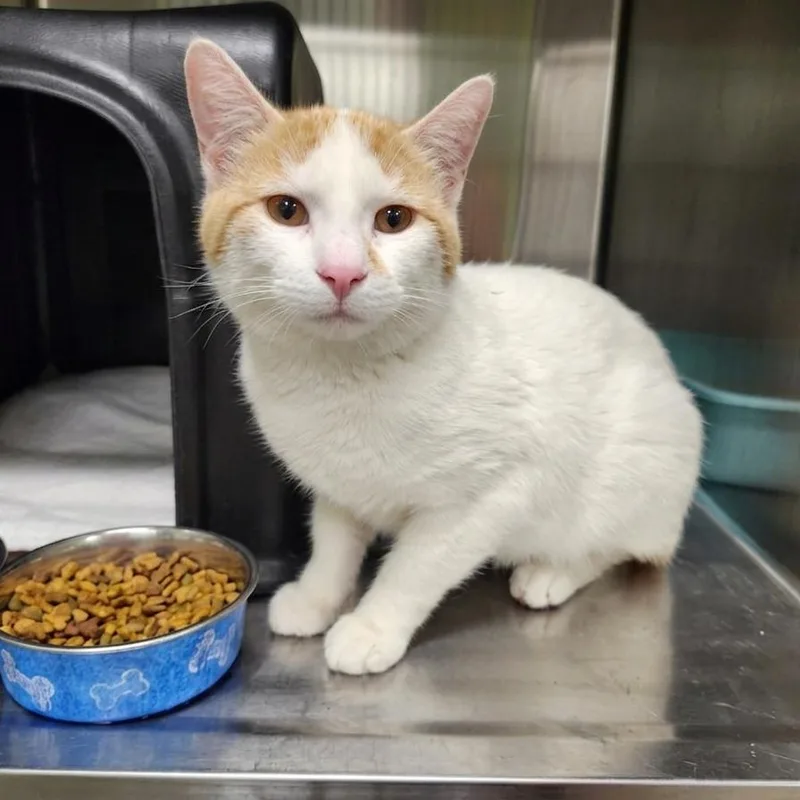 An adult small-sized male White Domestic Short Hair cat named Monty for adoption in Brookfield, MO