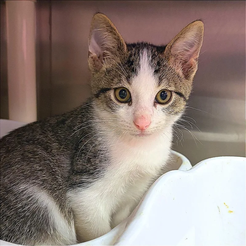 A baby small-sized male Brown / Chocolate Domestic Short Hair cat named Thing One for adoption in Hannibal, MO