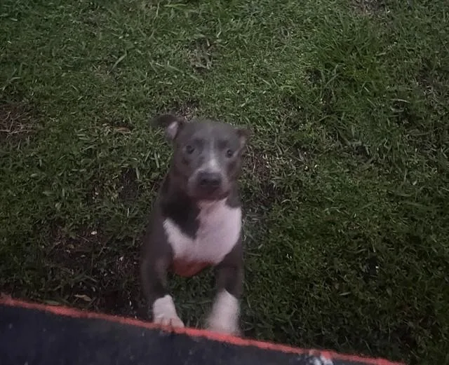 A young medium-sized female Pit Bull Terrier dog named Bella for adoption in Miami, FL