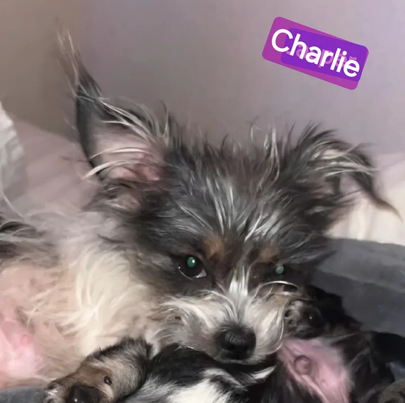 Charlie thumbnail 2