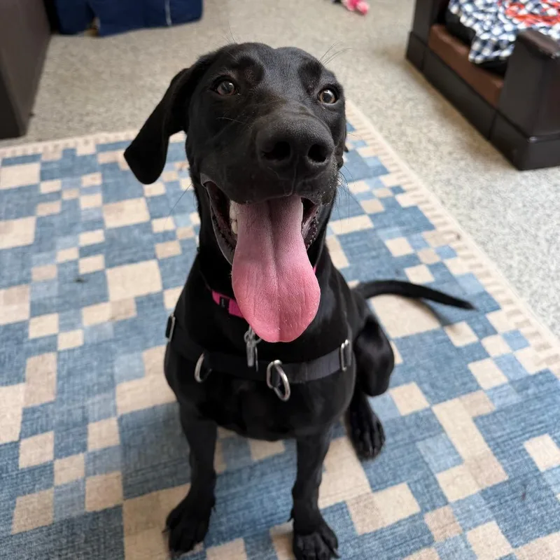 A young large-sized male Black Weimaraner dog named Ruger for adoption in Falls Church, VA
