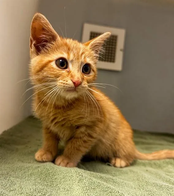 A baby small-sized male Domestic Short Hair cat named Honey Mustard for adoption in Statesville, NC