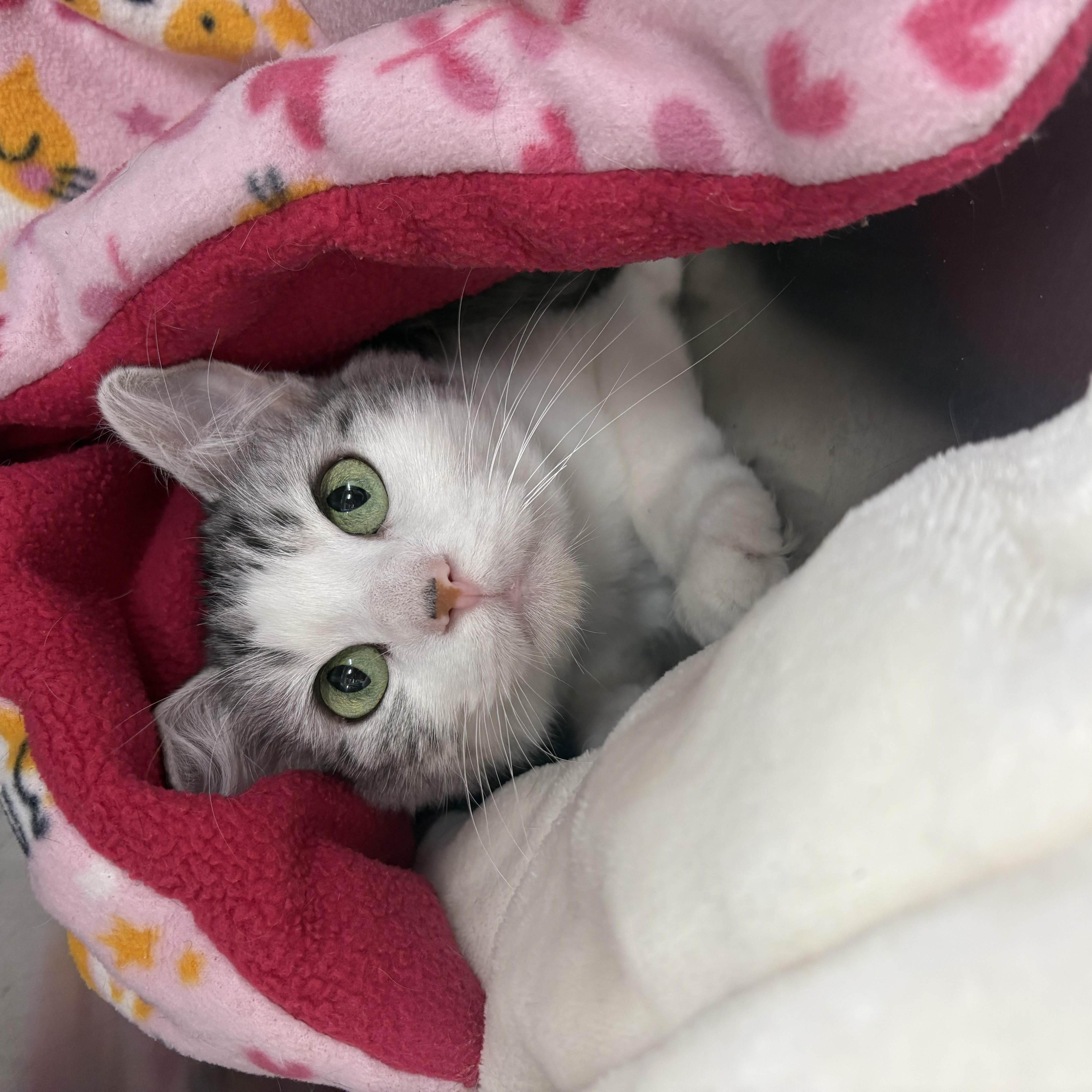 A young medium-sized female Gray & White Domestic Short Hair cat named Shera for adoption in Saint Charles, MO