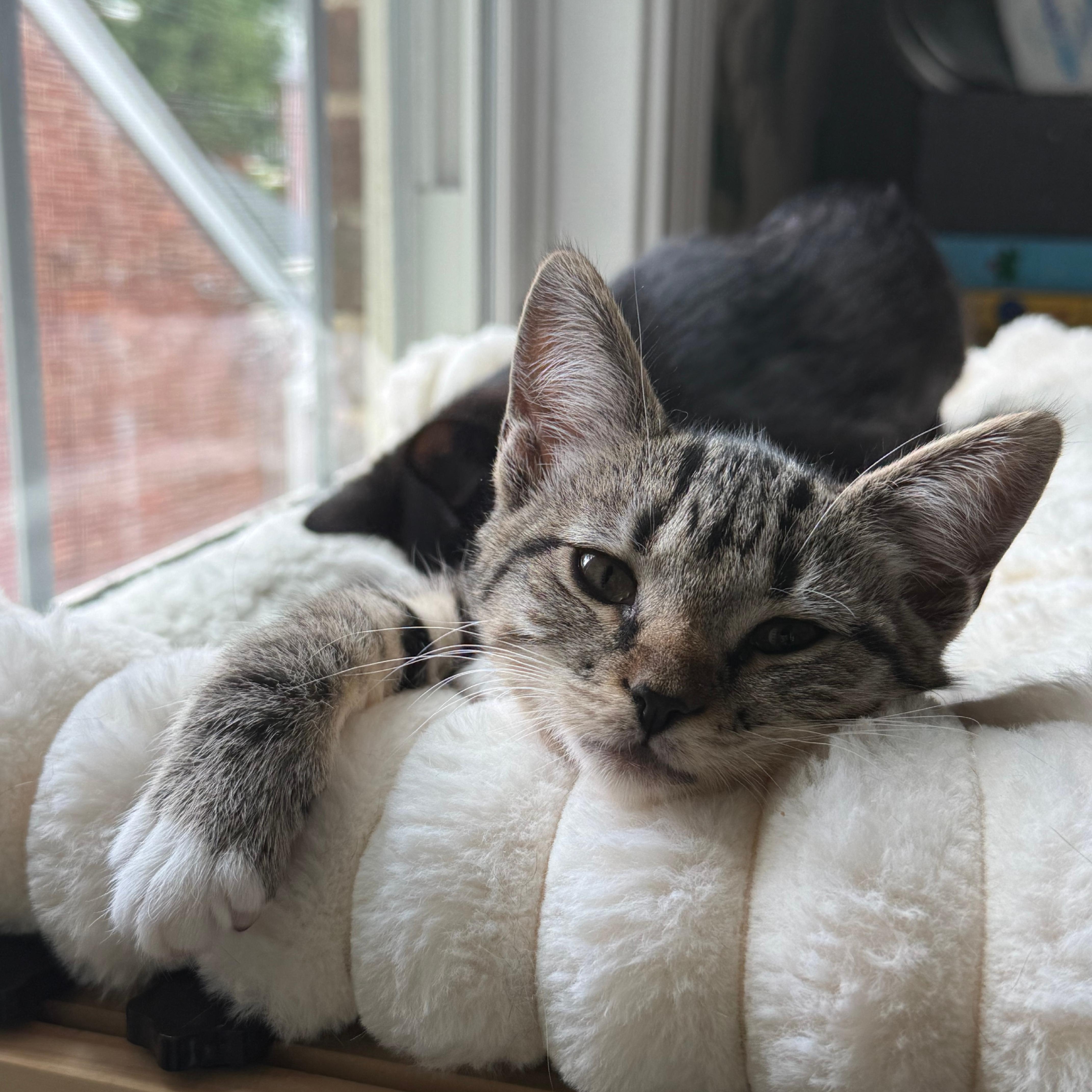 A baby small-sized female Tabby (Gray / Blue / Silver) Domestic Short Hair cat named Inkling for adoption in Richmond, VA